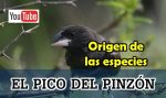 origen de las especies: pico del pinzón