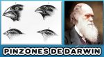 pinzones de darwin